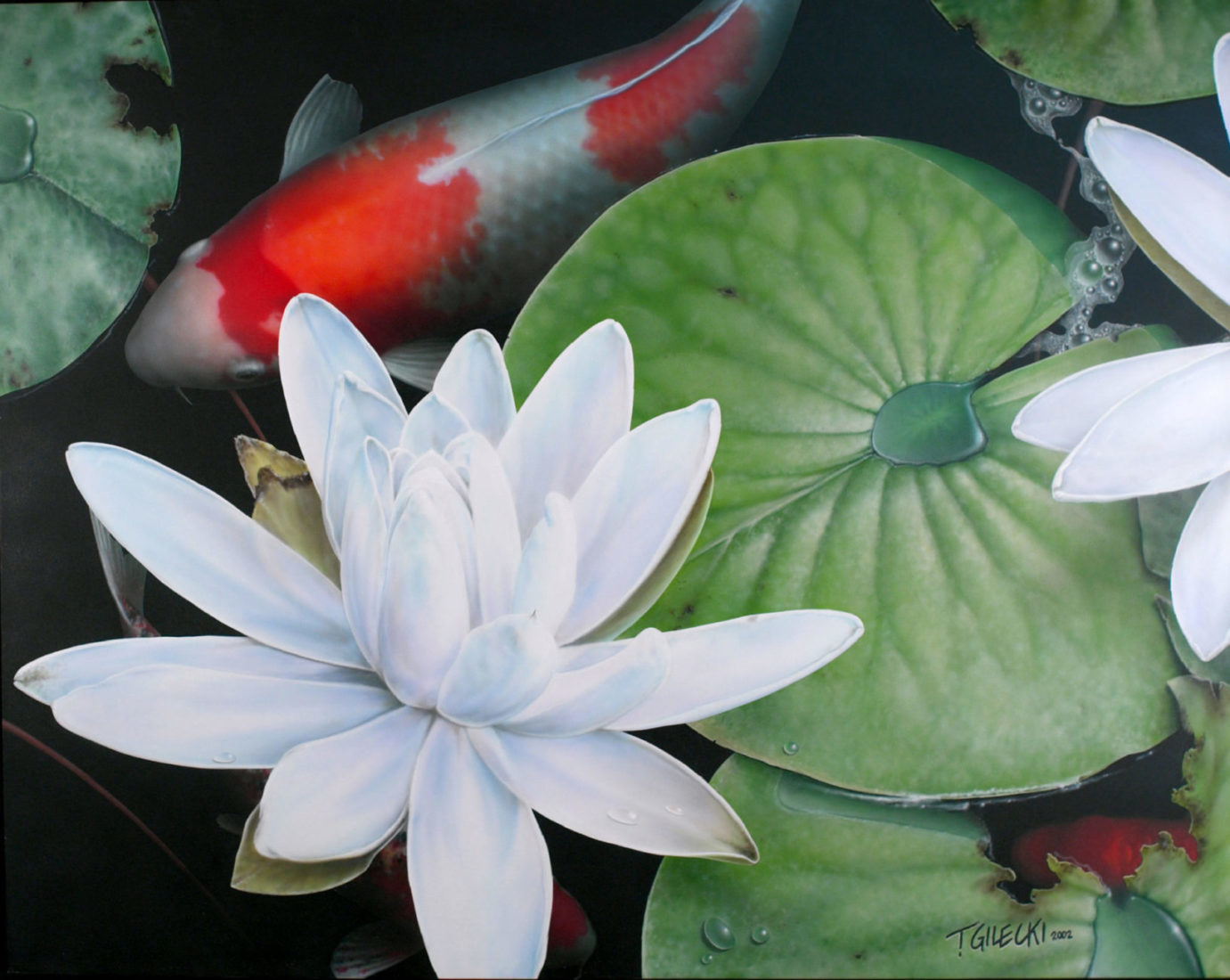 Koi in pond with a large lily